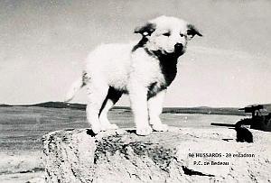 CHIEN 1